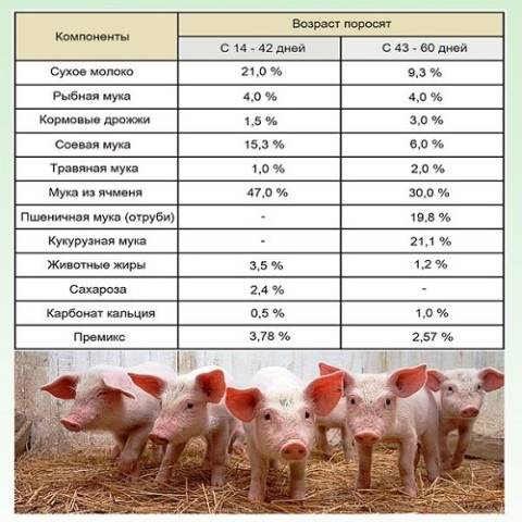 Суточные нормы кормления свиней