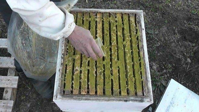 Инструкция Бипина для пчел - обработка весной или осенью, доза