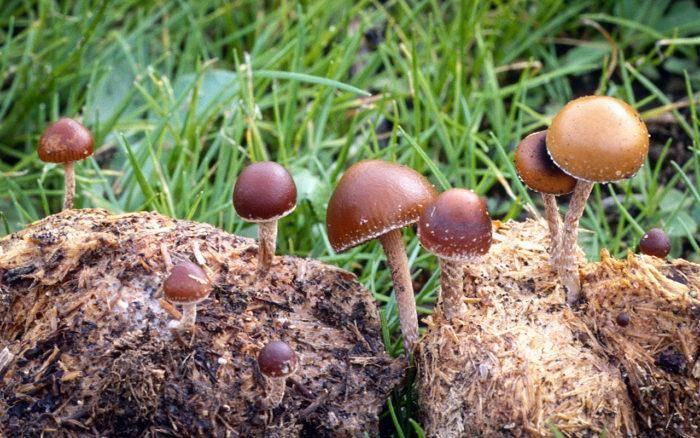 Опасность надо знать в лицо — галлюциногенные грибы