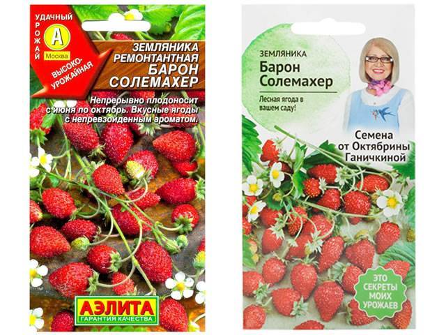 Мелкоплодная клубника барон солемахер — мал золотник, да дорог