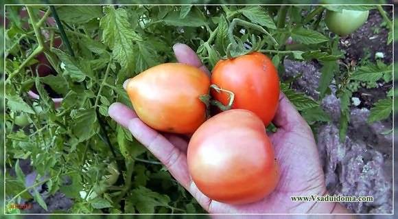 Лучшие самоопыляемые сорта помидоров для выращивания в теплице