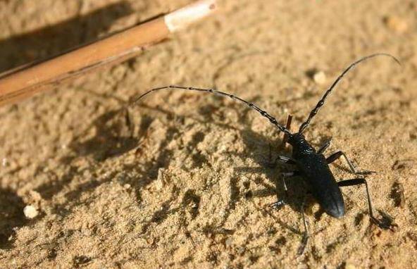 Три самых злостных насекомых-вредителя наносящих ущерб лесам россии