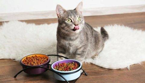 Обзор основных линеек корма для кошек farmina