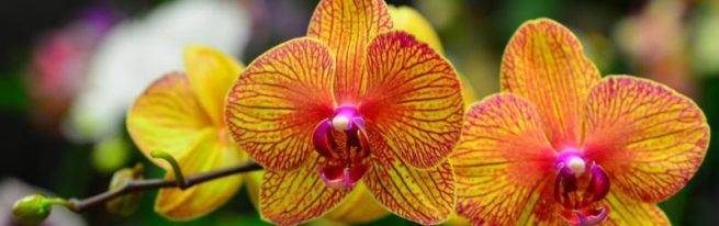 Камбрия – танцующая орхидея
