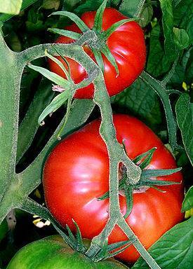 Чем подкармливать помидоры в открытом грунте для быстрого роста плодов