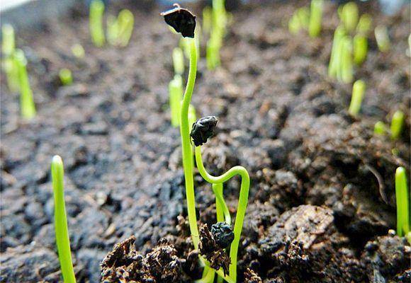 Лук-порей: выращивание в открытом грунте, посадка на рассаду