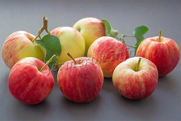 Яблоня «глостер»: особенности выращивания