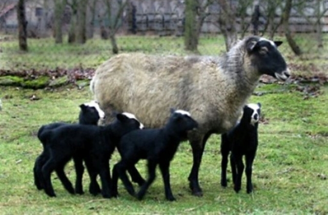 Овца меринос: особенности разведение и содержания