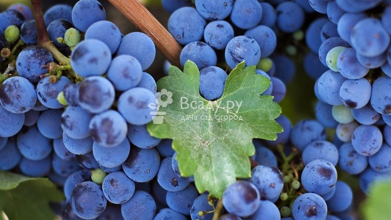 Чем и когда подкормить виноград, чтобы собрать хороший урожай