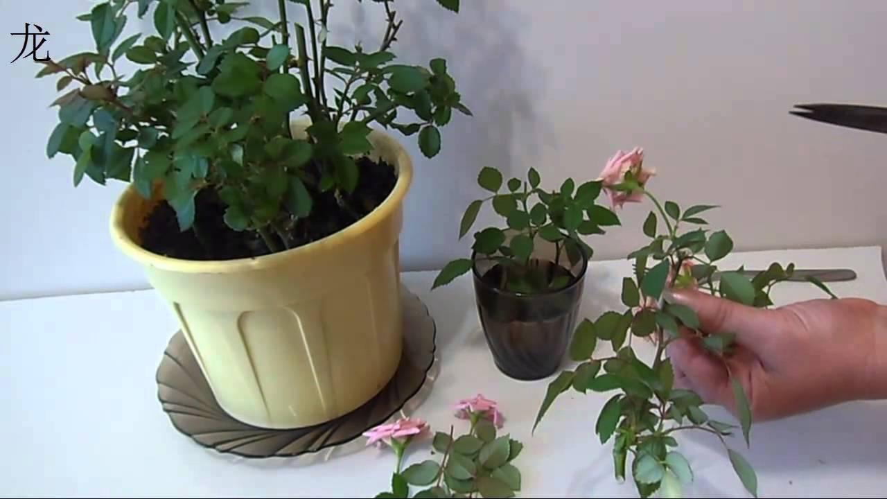 Чайная роза — уход и размножение в домашних условиях