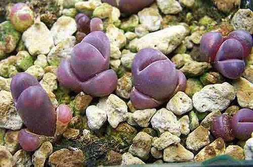 Фото видов литопсов живых камней + видео