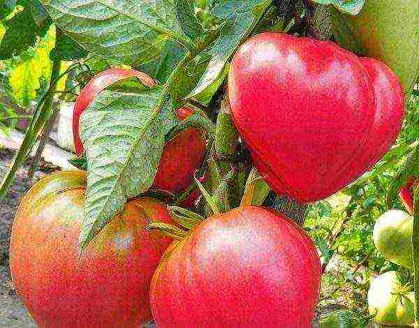 Описание сортов томатов для открытого грунта