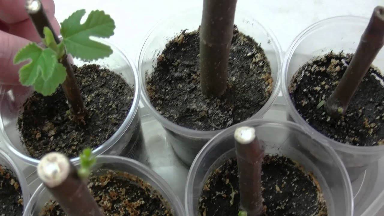 Выращиваем инжир: два способа размножения фигового дерева
