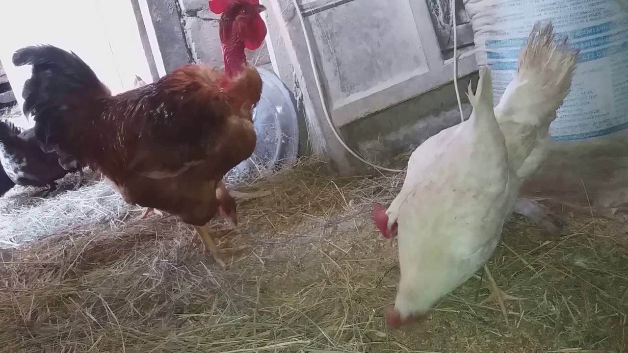 Для чего необходимо знать пол будущего цыпленка? три способа определения пола по яйцу и их достоверность