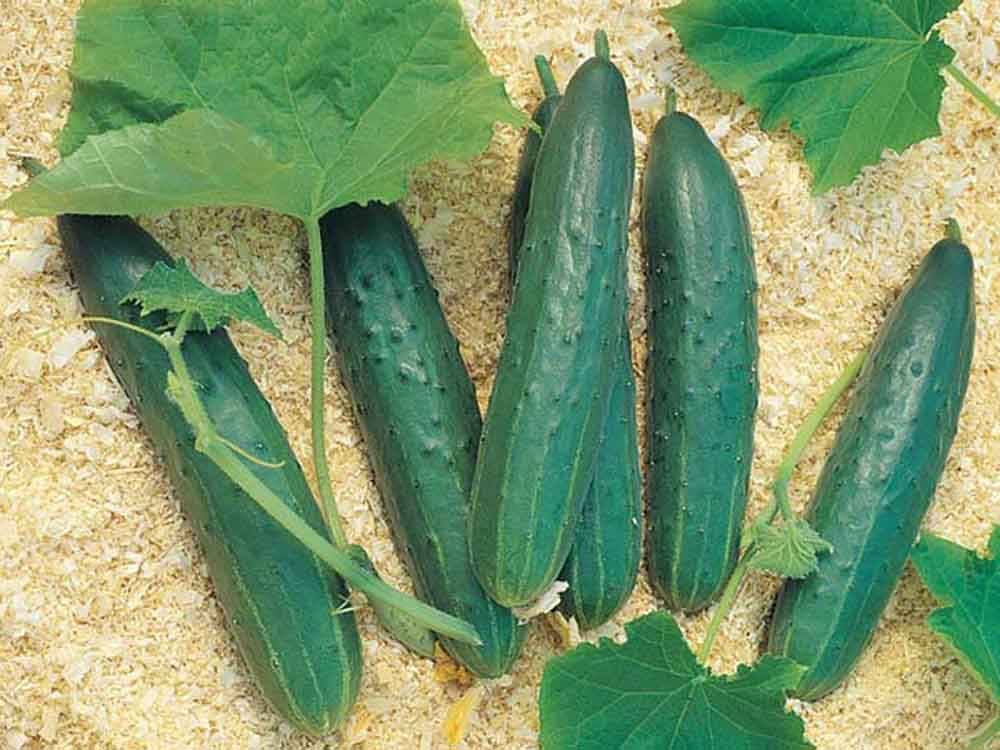 Длинные огурца семена. Сорт огурцов cucumber.