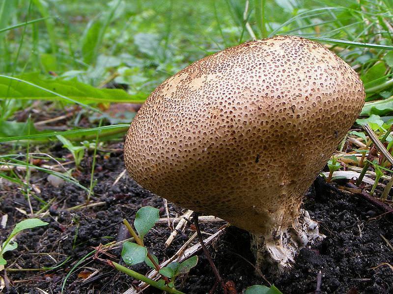 Как выглядит гриб дождевик