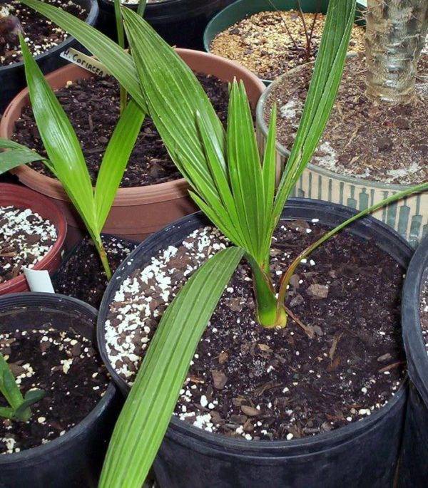 Экзотическая финиковая пальма из косточки: как вырастить финик из косточки