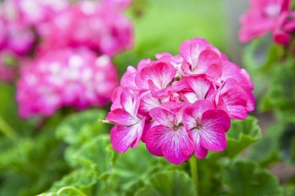 Почему не цветет герань — удобрения для герани