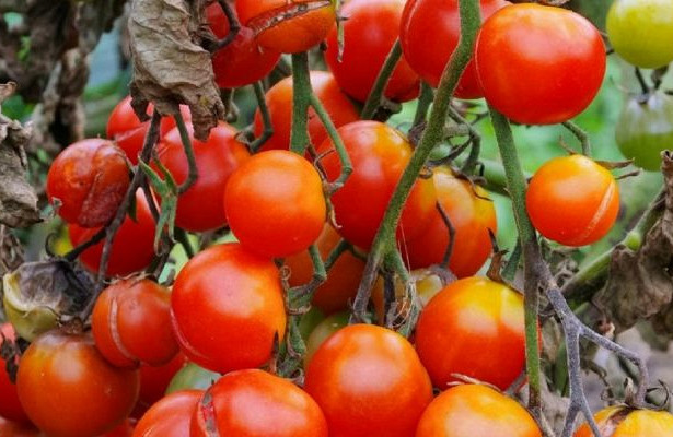 Сорта помидоров устойчивые к фитофторе