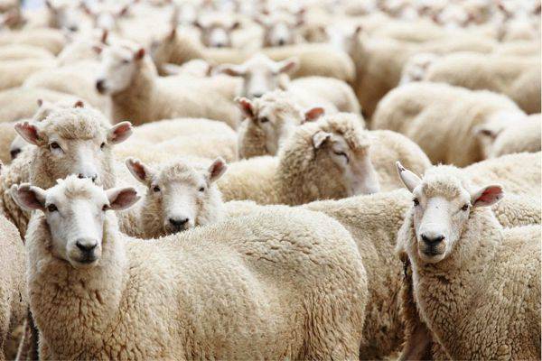 Содержание и разведение овец в домашних условиях
