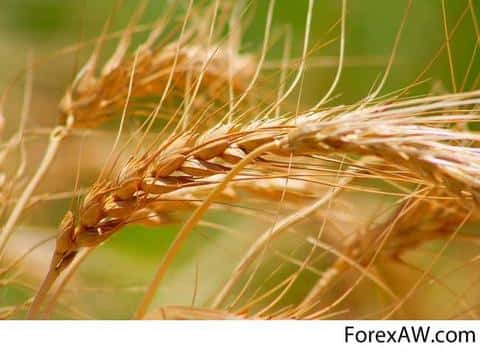 Тритикале: даст зерно и зелёную массу там, где пшеница не растёт