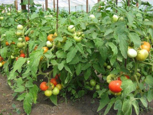 Томат катя: описание сорта, особенности выращивания
