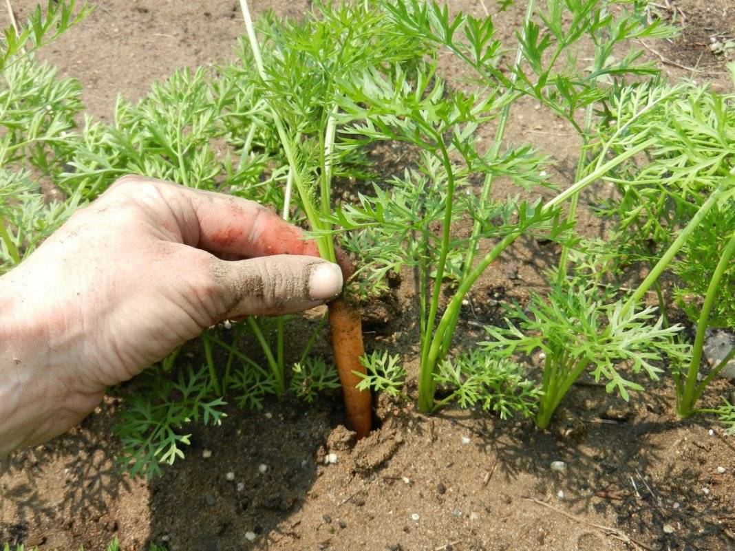 Агротехника выращивания моркови
