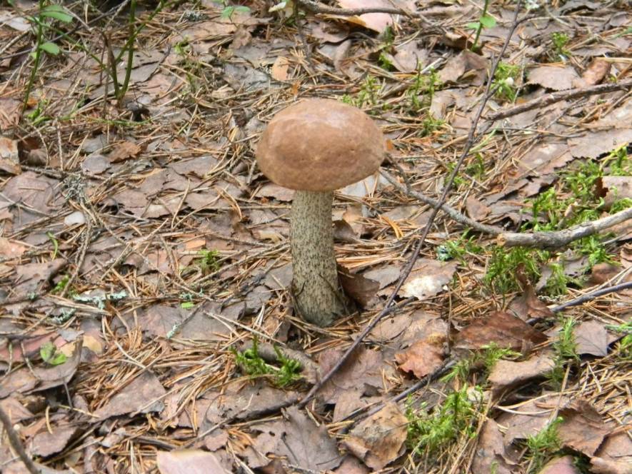Где собирать грибы — советы по поиску, сбору и хранению грибов (75 фото и видео)