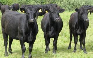 Мини-коровы: особенности и описание пород