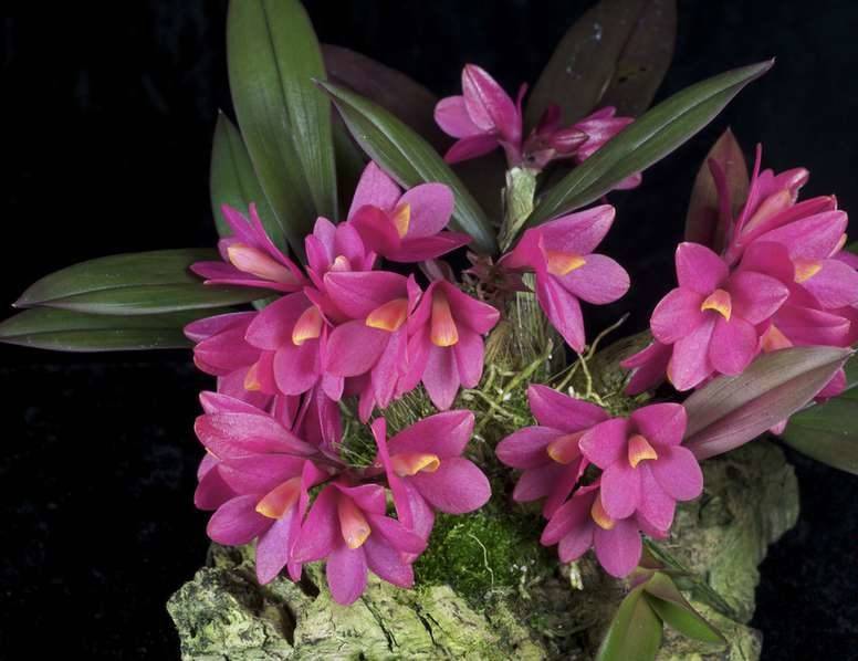 Орхидея дендробиум уход в домашних условиях размножение черенками и детками пересадка