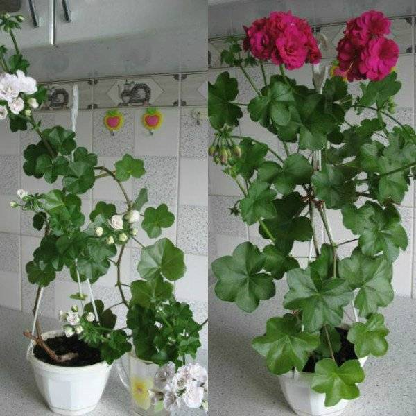 Пеларгония грандифлора — уход за цветком в домашних условиях