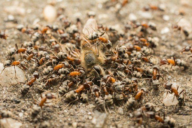 Что не любят муравьи в доме и на участке