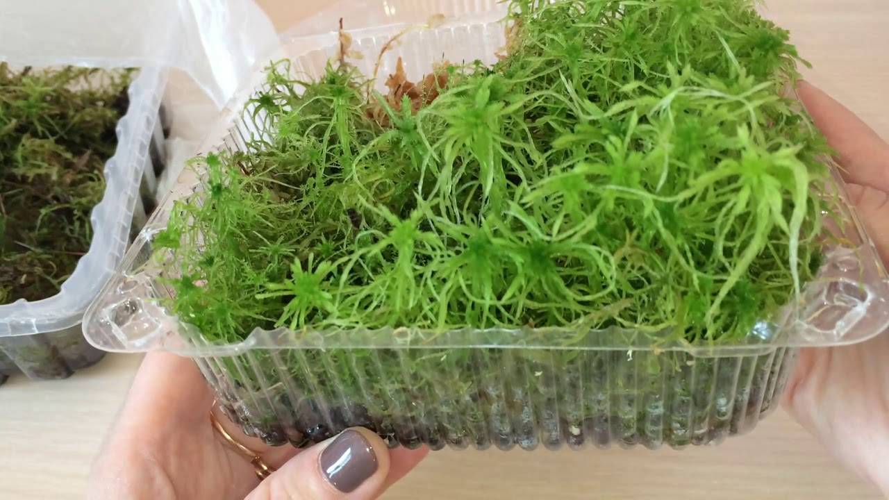 Лесной мох сфагнум: как вырастить в домашних условиях