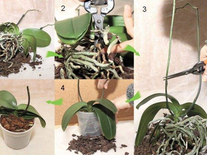 Можно ли пересаживать цветущую орхидею: количество раз и необходимость процедуры