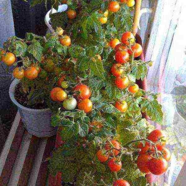 Правила агротехники выращивания томатов в открытом грунте и теплице
