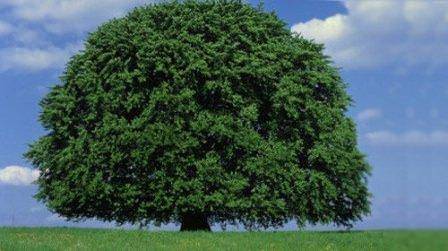 Фото и описание дерева граб, растёт ли оно в россии