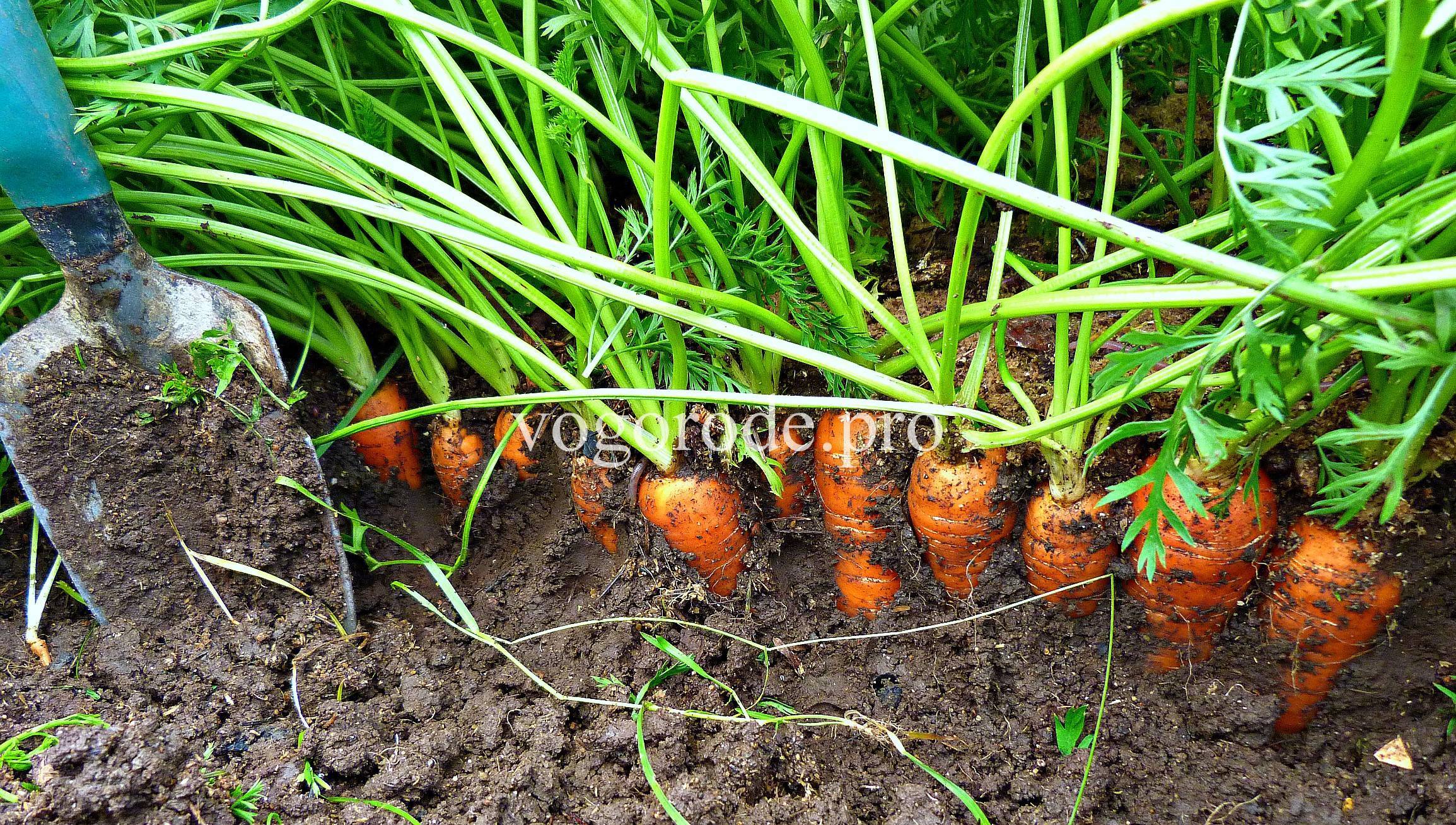 Морковь: подготовка к высадке и способы культивирования