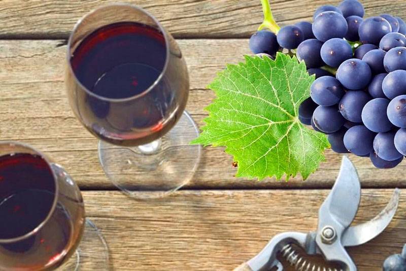 Как сделать вино из домашнего винограда изабелла