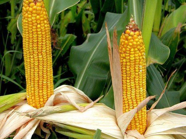 Как вырастить кукурузу лучше, чем у соседа – инструкция от а до я!