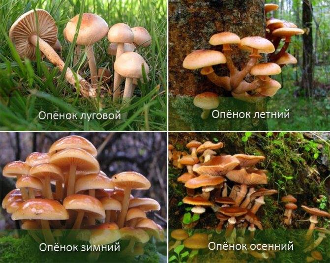 Как отличить съедобный опёнок от ложного: описание грибов