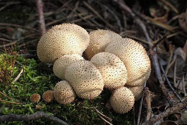 Съедобный ли гриб дождевик и как его отличить от ядовитого