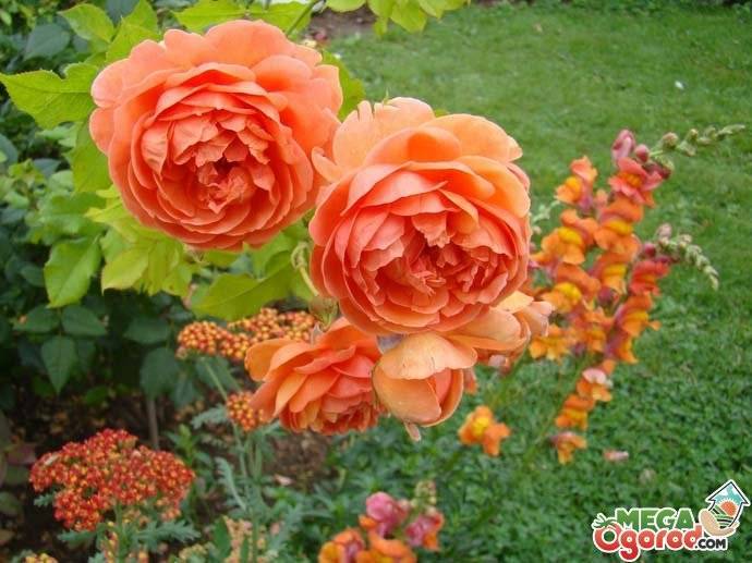 6 луших сортов пионовидных роз