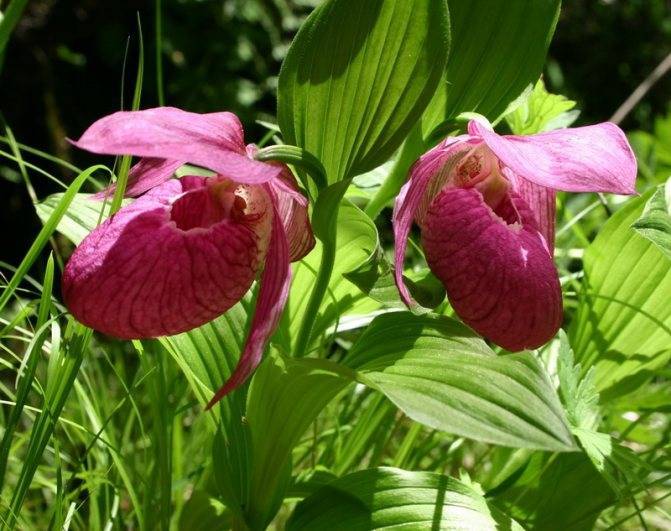Лучшие виды орхидей венерин башмачок для вашего сада