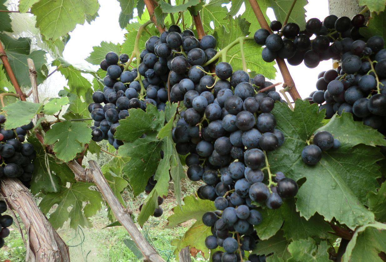 Сорта винограда ранних сроков зрелости