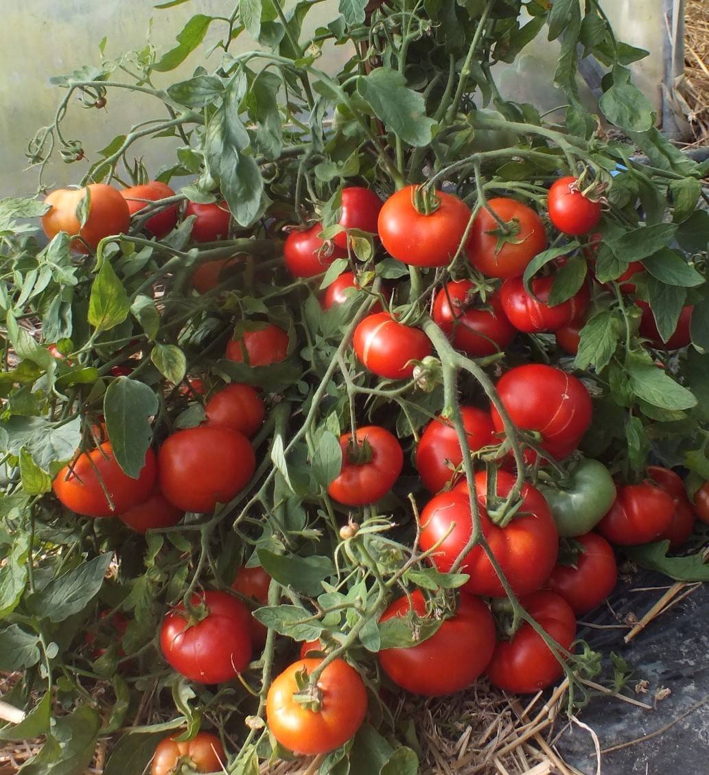 Подкормка помидор без минеральных удобрений (видео)