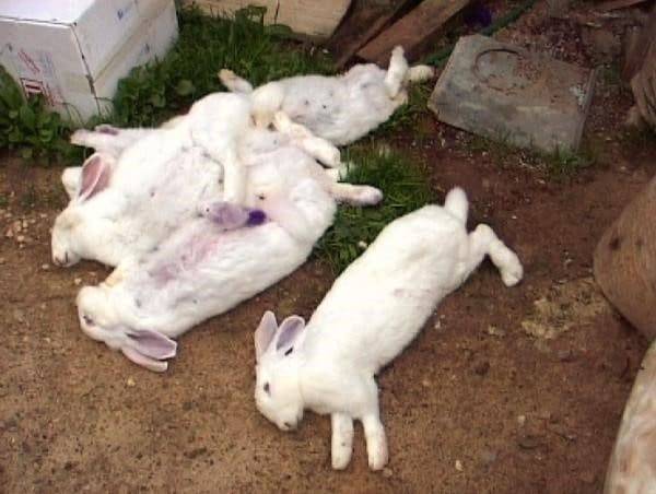 Когда и какие прививки делать кроликам, можно ли прививать в домашних условиях?