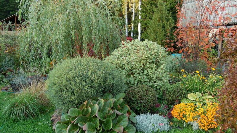 Выращивание ивы в саду – виды и сорта с фото, уход, черенкование и болезни