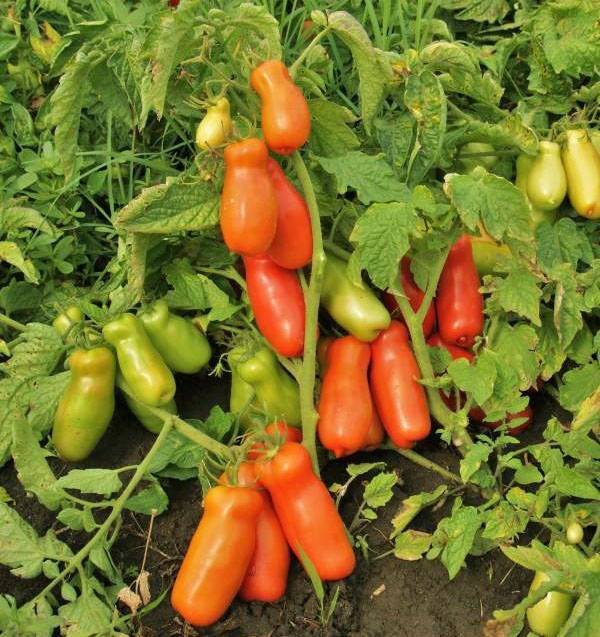 Экзотика из трансильвании: описание и способы употребления сорта томата «чесночный»