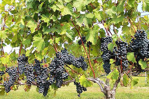 Правила сезонного ухода, обрезки и укрытия винограда