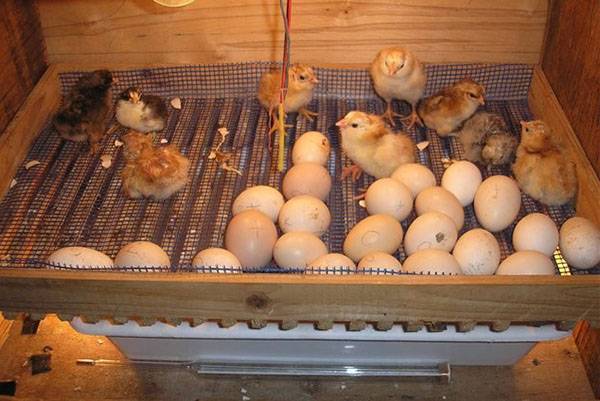 Все об инкубации перепелиных яиц